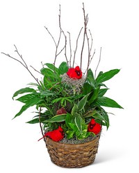 Dish Garden with Cardinals 