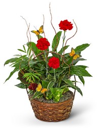 Red Blooms and Butterflies Dish Garden