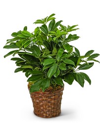 Miniature Schefflera Plant