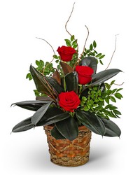 Rubber Tree Plant with Red Roses
