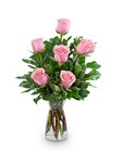 Pink Roses (6) 