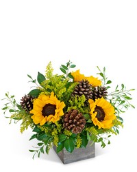 Harvest Sunburst Beauty