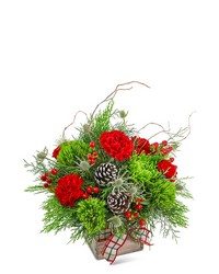 Festive Tidings