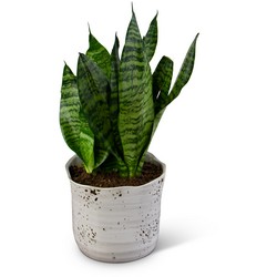 Snake Plant 