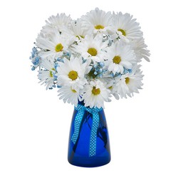 Daisy May Daisy May