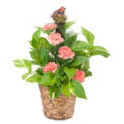 Pothos Plant on Pole with Fresh Accents 