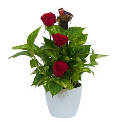 Green plant in Ceramic with Fresh Roses