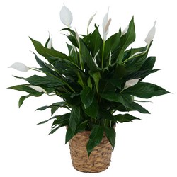 Peace Lily Plant in Basket 