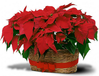 Double Poinsetta Basket 