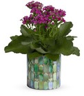 Memorable Mosaic Plant 