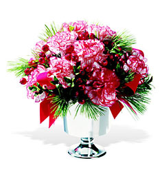 Peppermint Carnations 