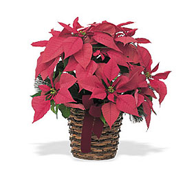4 Plant Poinsettia in Basket with Bow