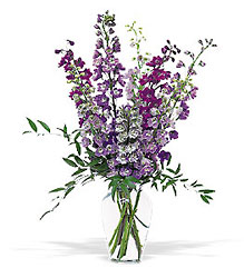 Delphinium Dreams 