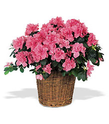 Pink Azalea 