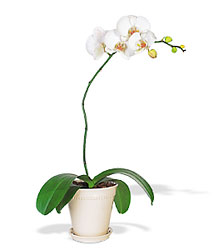 Phalaenopsis Orchid 